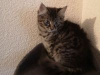 Reinrassige Maine-Coon Kitten