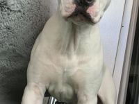 Maya Staffordshire Terrier Weibchen