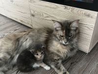 Süße Maine Coon Kitten