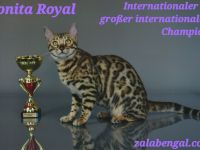 Reinrassige Bengalkatzen mit Stammbaum