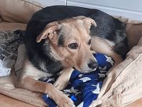 Border Collie-Pinscher Mix