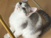 Reinrassige BKH Kitten Abgabebereit