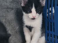 5 zauberhafte halb persa Babys  anzugegeben