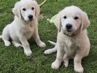 Traumhaft schöne Golden Retriever Welpen