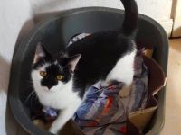 Karlchen & Bubi suchen ein Zuhause