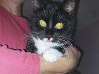 Nala & Mumpitz suchen ein Zuhause