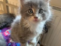 Wunderschöne Norwegische Waldkatzen