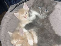 Maine Coon / BKH Kitten