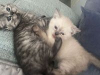 Britisch Kurzhaar Kätzchen ❤