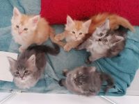 Maine coon kitten XXL (reinrassig)