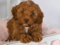 Goldene Doodle-Welpen.