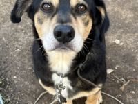 Salanti Für-Immer-Zuhause oder Pflegestelle gesucht