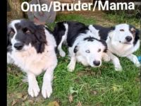 Reinrassige Border Collies Welpen vom Birkenhof