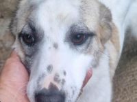 Cleo sucht Ihre Menschen