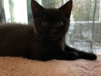 BKH Kater sucht liebes Zuhause ab sofort