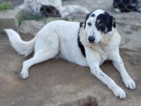 HÜNDIN TABBY, kastriert, noch in Griechenland