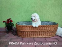 Kalinowe Zauroczenie FCI