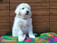 Polnischer Tatra-Schäferhundwelpen