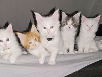 Reinrassige Main Coon kitten suchen ab August ein neues Zuhause für immer