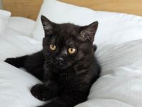 BKH Mädchen mit Vater