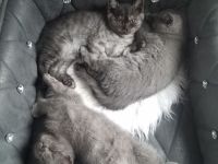 Reinrassige BKH Kitten