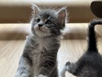 Maine Coon Kitten Katzenbabys