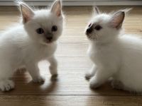 Heilige Birma Kitten Katerchen