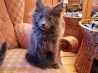 Schöne Maine Coon Kitten abzugeben