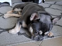 Französische Bulldogge