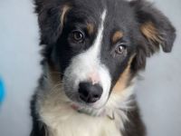 Mini Australian Shepherd, Aussie, Australien Junghunde