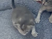 BKH-Mix, Kitten zu verkaufen