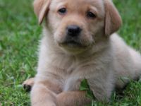 Reinrassige Labrador Welpen gelb und Foxred mit Ahnentafel