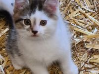 Wunderschöne Kätzchen