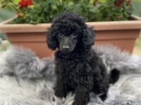 Reinrassige schwarze Zwergpudel