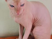 Don sphynx kater