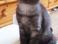 Main Coon - Russisch Blauhaar Mix Kätzchen