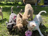 Zuckersüße reinrassige Chihuahua Welpen suchen ein neues zu Hause