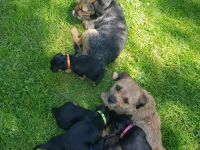 Border terrier welpen