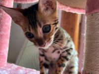 Bengal Kater Kitten 15 Wochen