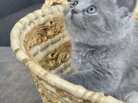 Reinrassige BKH-Kätzchen - Mai Katzen