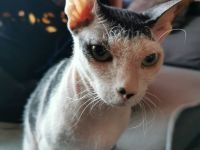 Main coon - norwegische waldkatze und sphynx brush