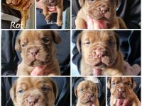 Bordeaux Doggen Welpen