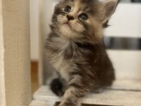 Reinrassige Maine Coon Kitten mit Stammbaum