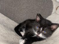 6 wunderschöne Baby Kater