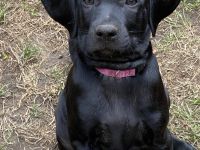 Labrador Viszla Mischlingswelpen