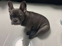 Französische Bulldoge