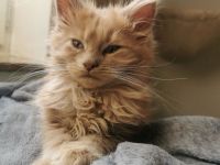Maine Coon Kitten mit Stammbaum