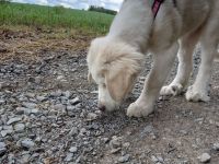 Alabai Mischlings Welpe