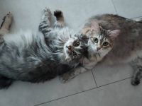 „Two Way Family“