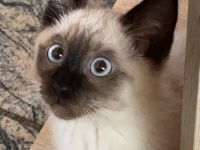 siam kitten